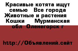 Красивые котята ищут семью - Все города Животные и растения » Кошки   . Мурманская обл.,Оленегорск г.